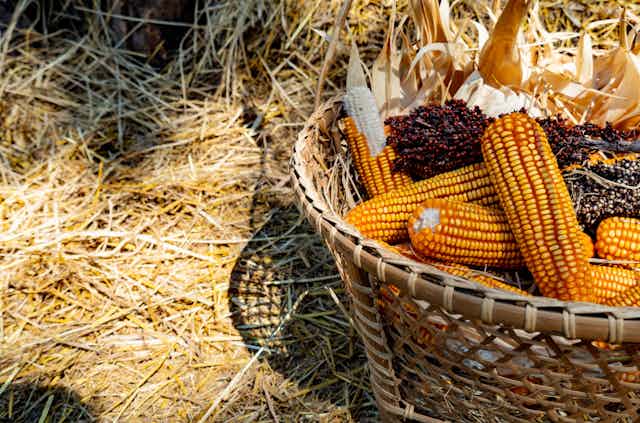 A basket of corn sitting on flattened hay