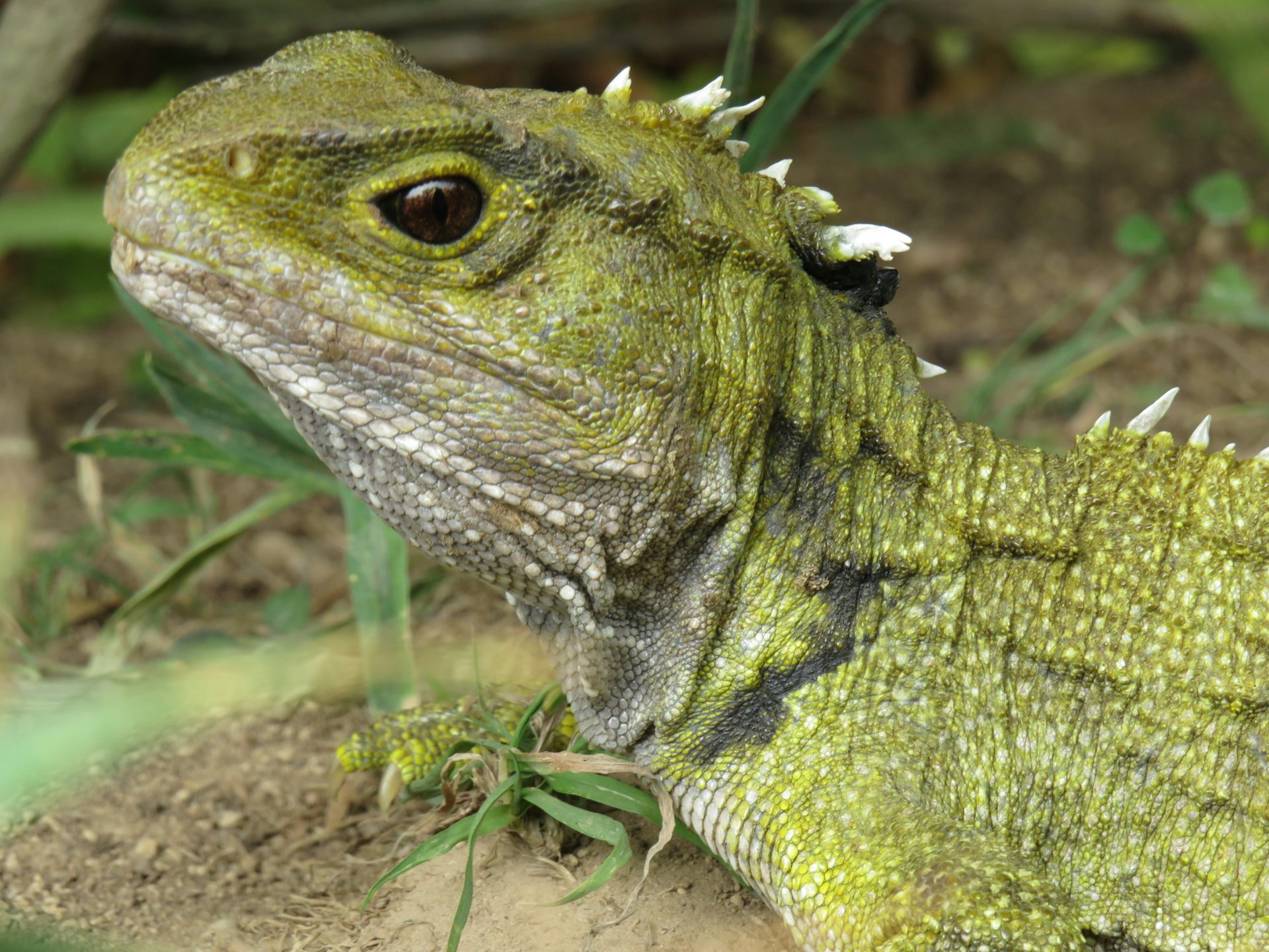Tuatara are returning to the mainland &ndash; but feeding the hungry reptiles could be more difficult than expected