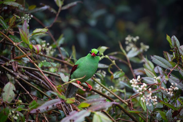 A small, green bird with red beak and feet.