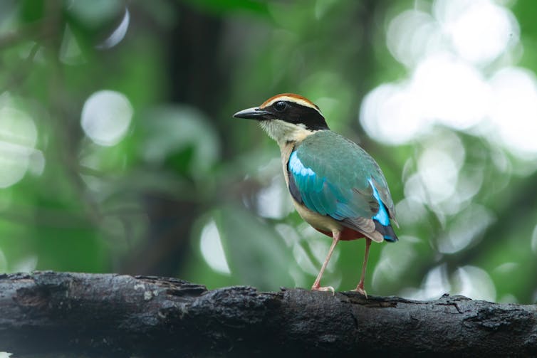 A medium-sized bird with turquoise wing feathers.