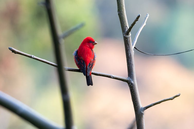طائر صغير أحمر.