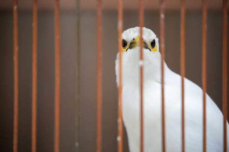 A pure white bird with a yellow eyepatch in a cage.