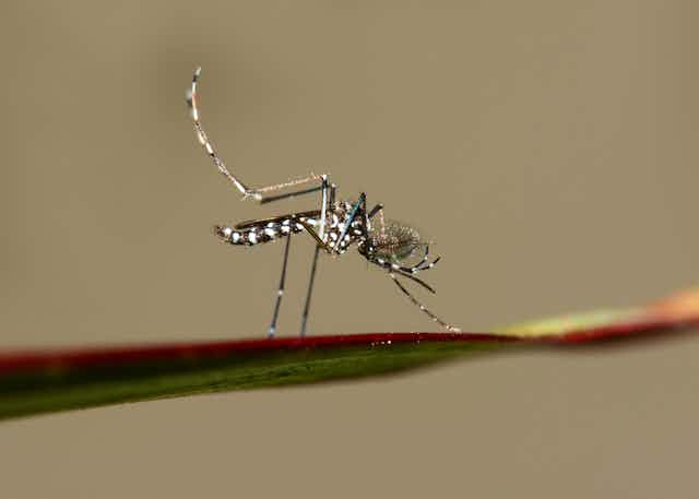 A tiger mosquito