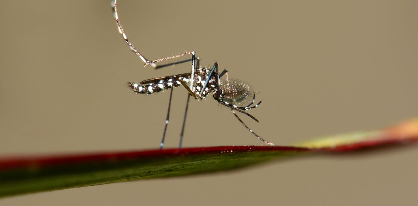 Urlaubsrückkehrer Aufgepasst Neue Dengue Fälle In Frankreich Und Italien Jetzt Handeln - fygqo9w
