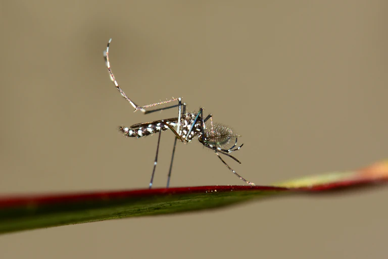 A tiger mosquito