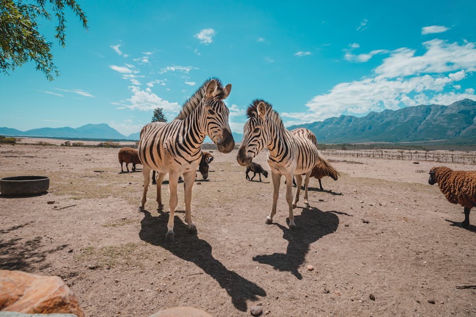 Zebras stand in a ranch in South Africa.