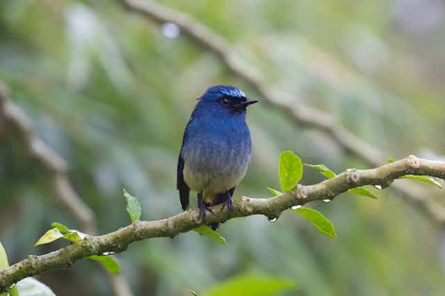 A small bird with vivid blue-purple feathers.