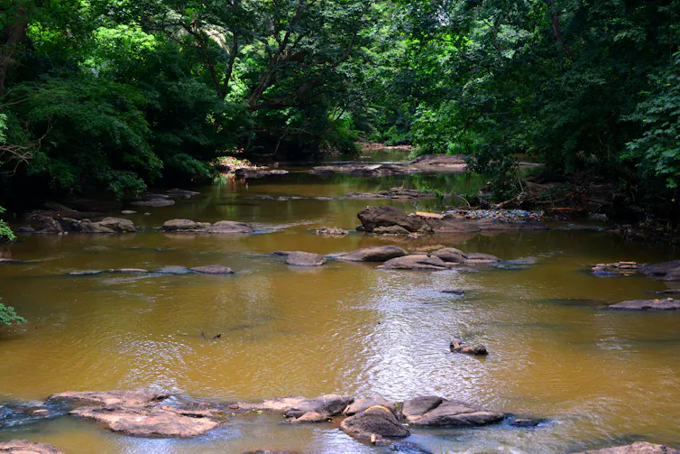 A flowing river bordered by dense forest.