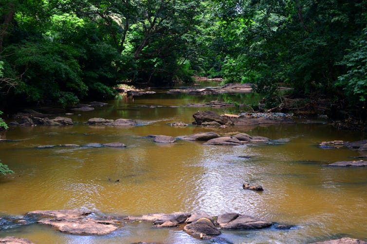 A flowing river bordered by dense forest.