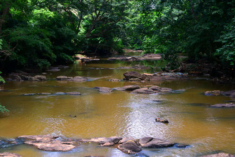 A flowing river bordered by dense forest.