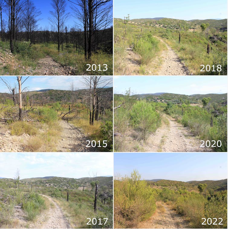 Evolución en fotografías desde un paisaje quemado a uno con vegetación.