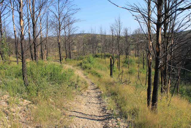 Camino de tierra rodeado de árboles quemados y hierba verde.