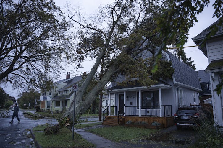 A fallen tree rests on top of a house