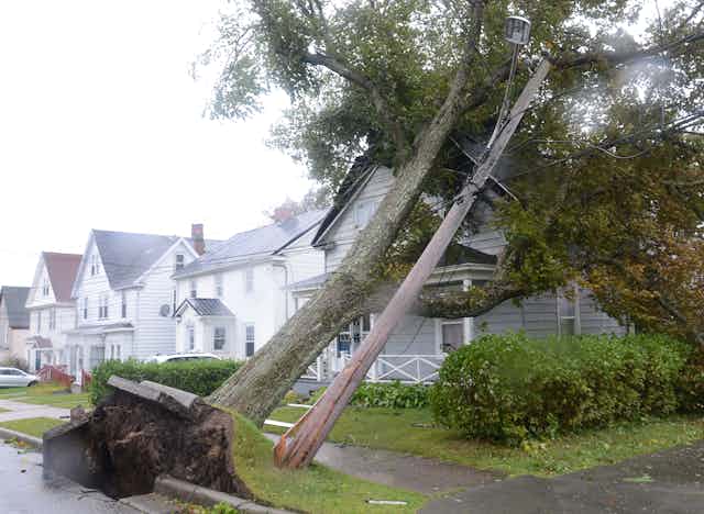 An uprooted tree leans against a house