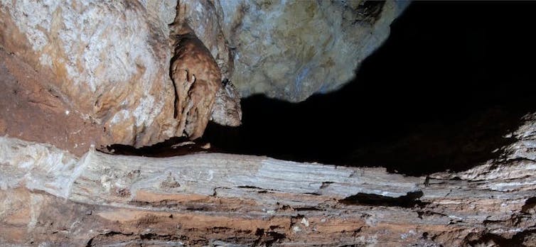 fossilised bone in rock