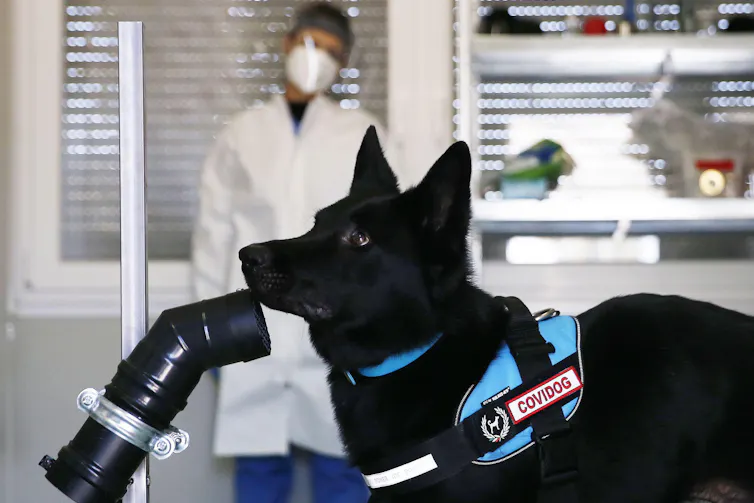 Dog in Italy being trained to smell COVID.