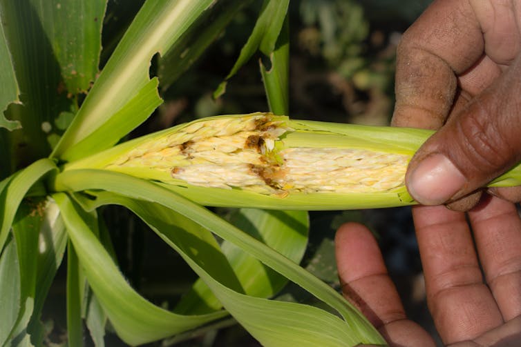 A damaged corn crop following an attack by fall armyworms.
