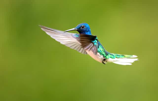 Hummingbird with white underbelly and blue and green feathers in flight