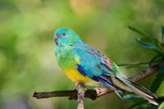 A colourful red-rumped parrot perched on a branch.