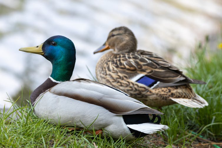 Male and female mallard ducks look very different. Sergey Muhlynin/Shutterstock
