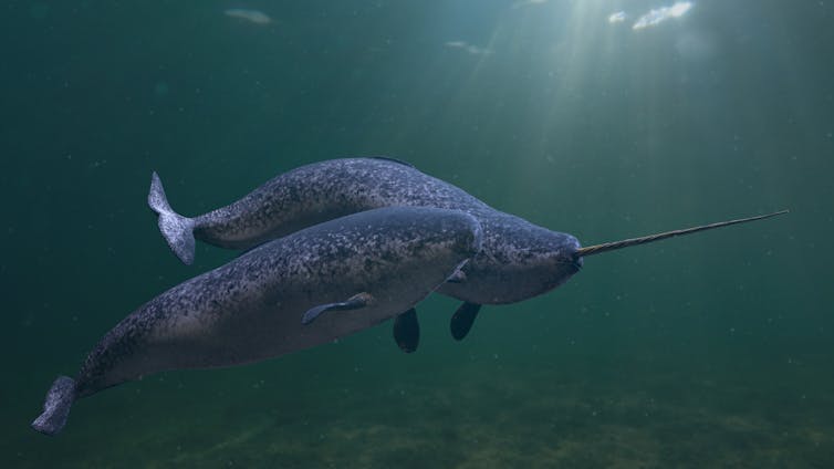 Narwhal couple swimming together in the ocean (3d rendering) Dotted Yeti/Shutterstock