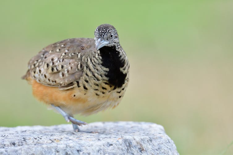 Female buttonquails have more distinctive markings. Super Prin/Shutterstock