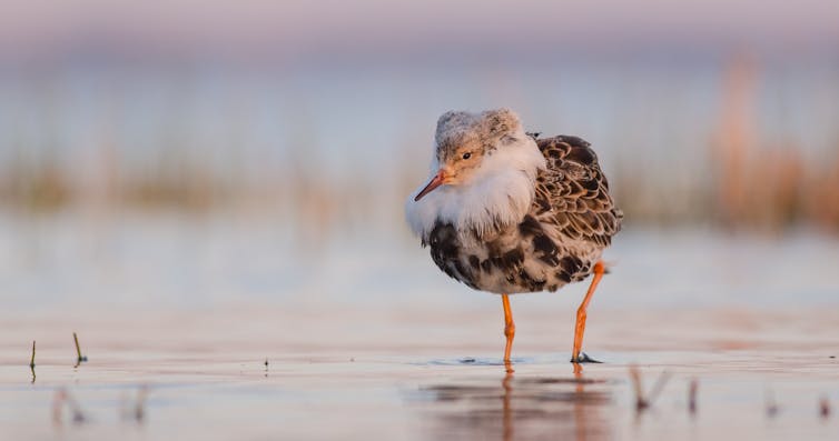 Ruff size is very important to these birds. Simonas Minkevicius/Shutterstock