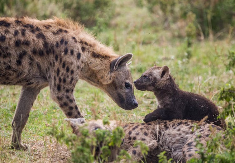 Hyena touches its head to a cub