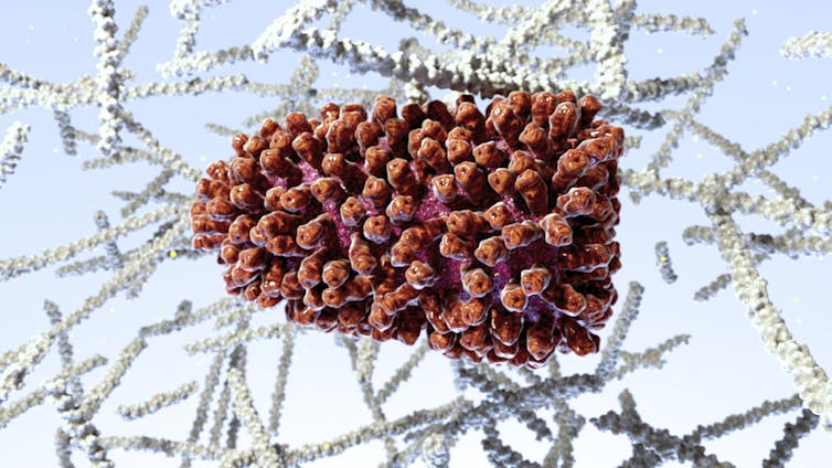 A computer-generated image of the rabies virus, colored brown in this illustration, resembles a pinecone.