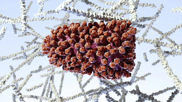 Image de synthèse du virus de la rage, qui ressemble ici à une pomme de pin