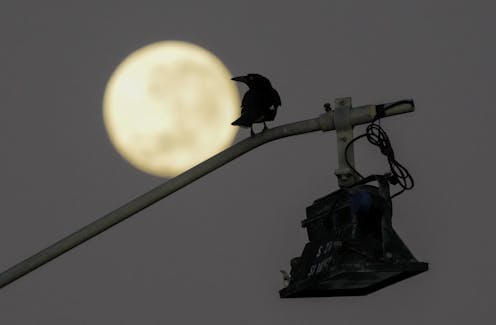 how birds adapt to our cities, bringing wonder, joy and conflict
