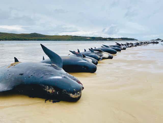 long row of dead whales on beach