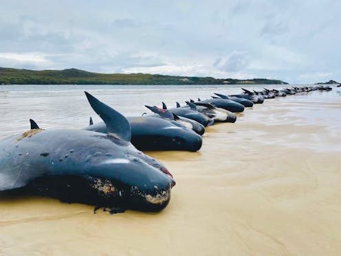 About 200 dead whales have been towed out to sea off Tasmania – and what happens next is a true marvel of nature