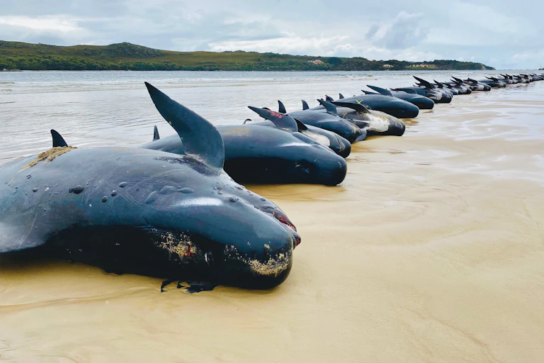 long row of dead whales on beach