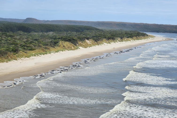 aerial view of beach with whales stranded in line