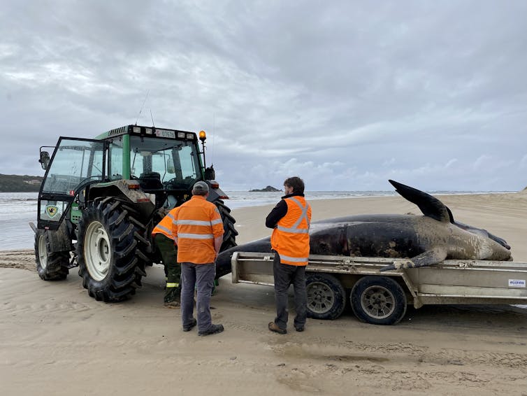 Two men in high-vis stand in front of tractor and trailer carrying a whale