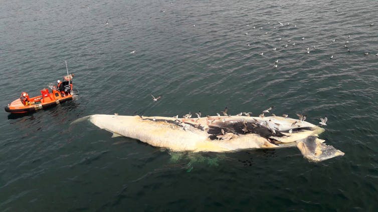 Rescue boat next to the carcass of a  large white whale
