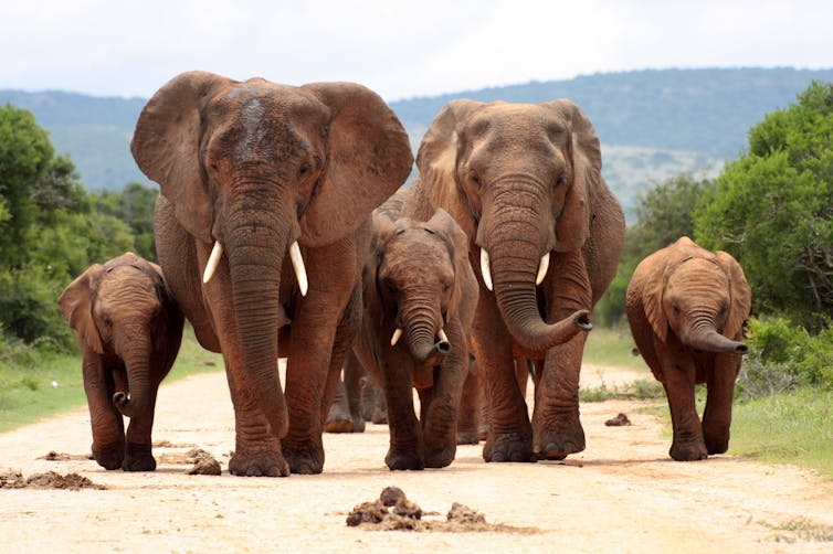 A herd of elephant walk towards the camera with all of them moving their trunks