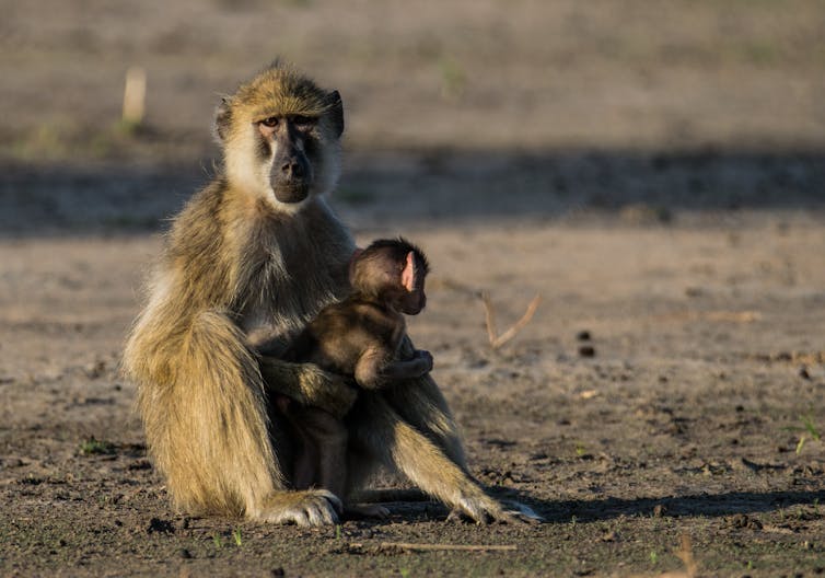 Yellow baboon female sitting with her baby in Liwonde national park, Malawi