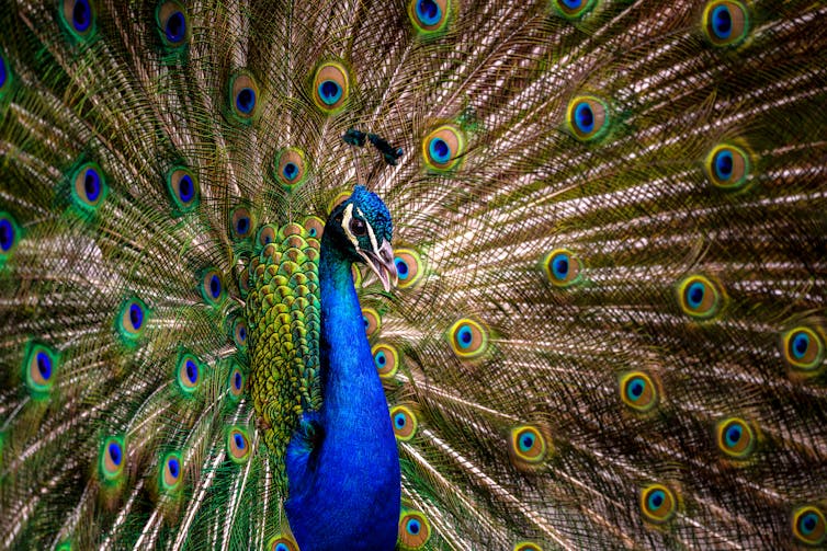 Male peacocks are hard to ignore. Andrey Bocharov/Shutterstock