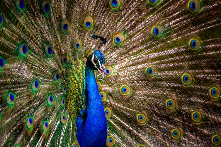 Sex and power in the animal kingdom: seven animals that will make you reconsider what you think you know Sex and power in the animal kingdom: seven animals that will make you reconsider what you think you know