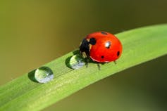 A ladybird drinking a speck of water on a narrow leaf.