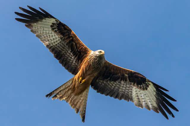 A large bird of prey with a reddish chest.