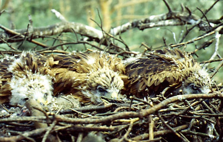 Three young birds of prey surrounded by twigs.