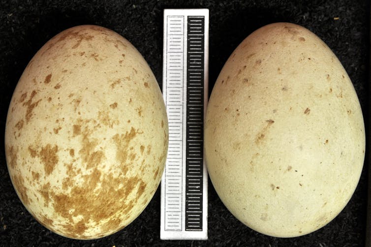 Two beige eggs with brown speckles.
