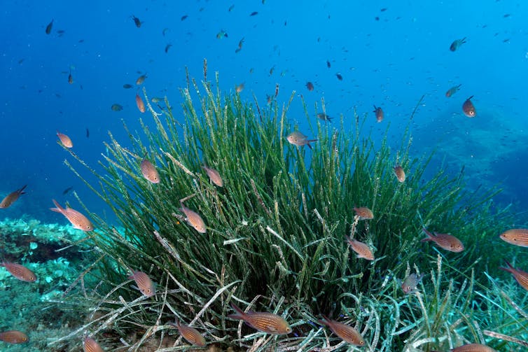 Banc de castagnoles (Chromis chromis) au sein d’un herbier de Posidonie. Gérard Pergent, CC BY-SA