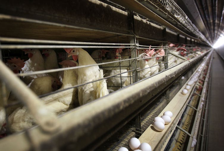 Shelves lined with small wire cages, each holding multiple chickens.
