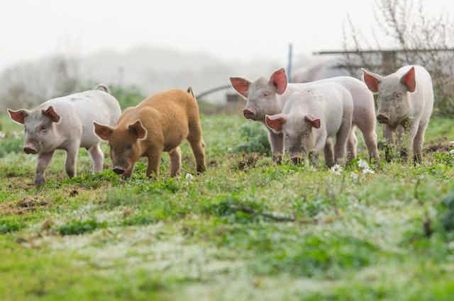 Five piglets roam through a field