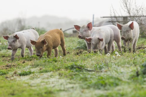 Supreme Court grapples with animal welfare in a challenge to a California law requiring pork to be humanely raised