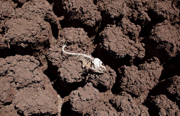 The remains of a fish lie on the dried lake bed.